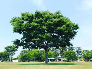 ☆ピクニック日和でした♪