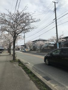 ☆桜が咲きましたね！